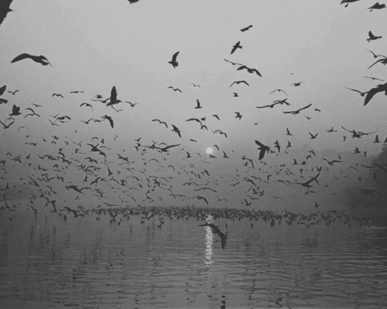 Golden Hour Bliss at Yamuna Ghat-DelhiSnap