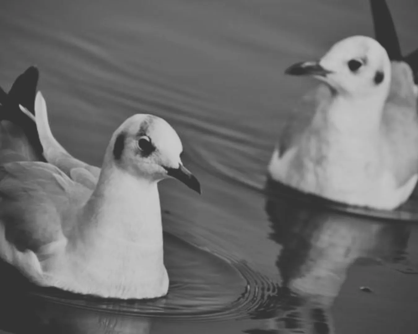 Wildlife Encounters at Yamuna Ghat-DelhiSnap