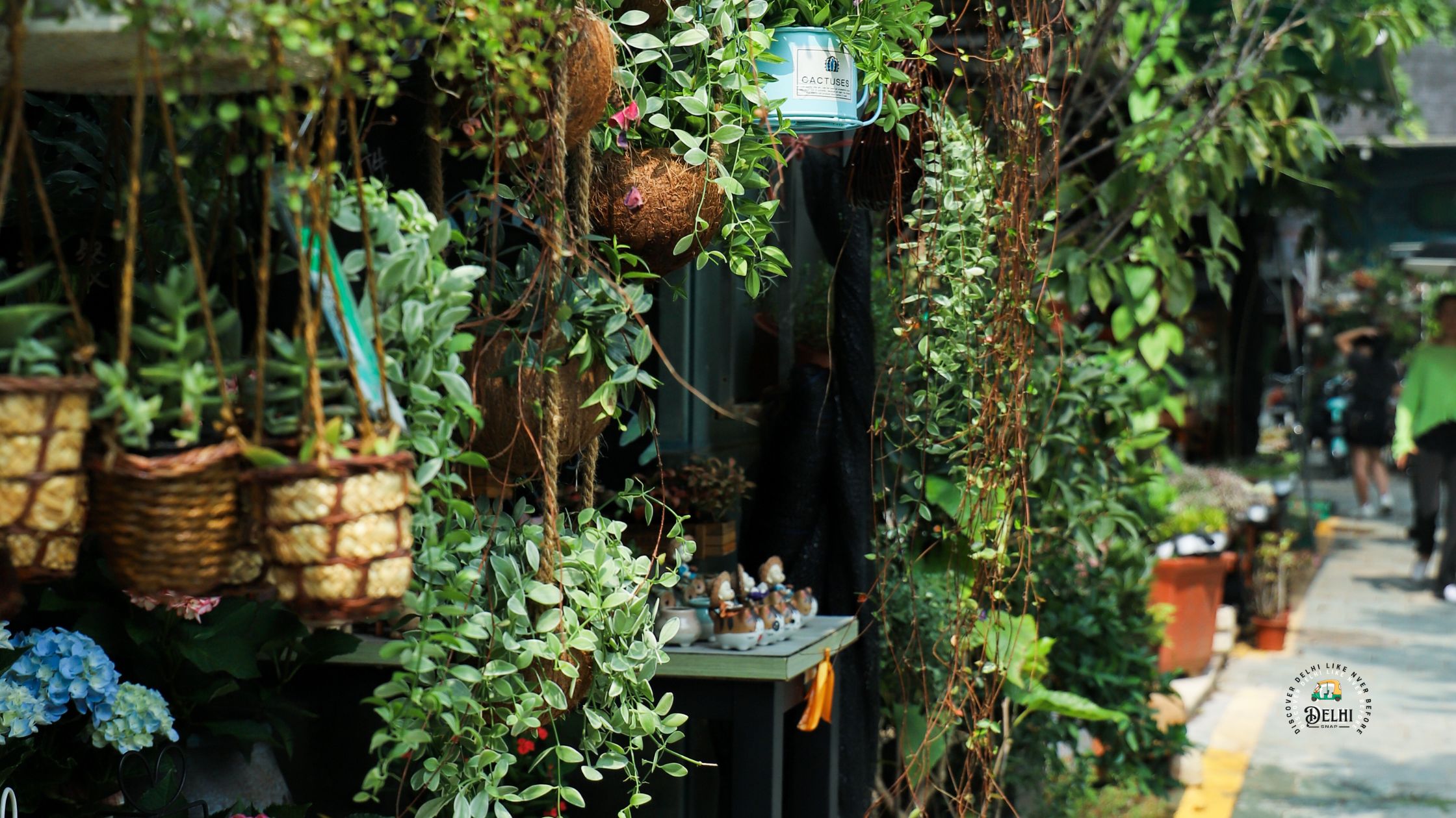 Best Online Plant Stores