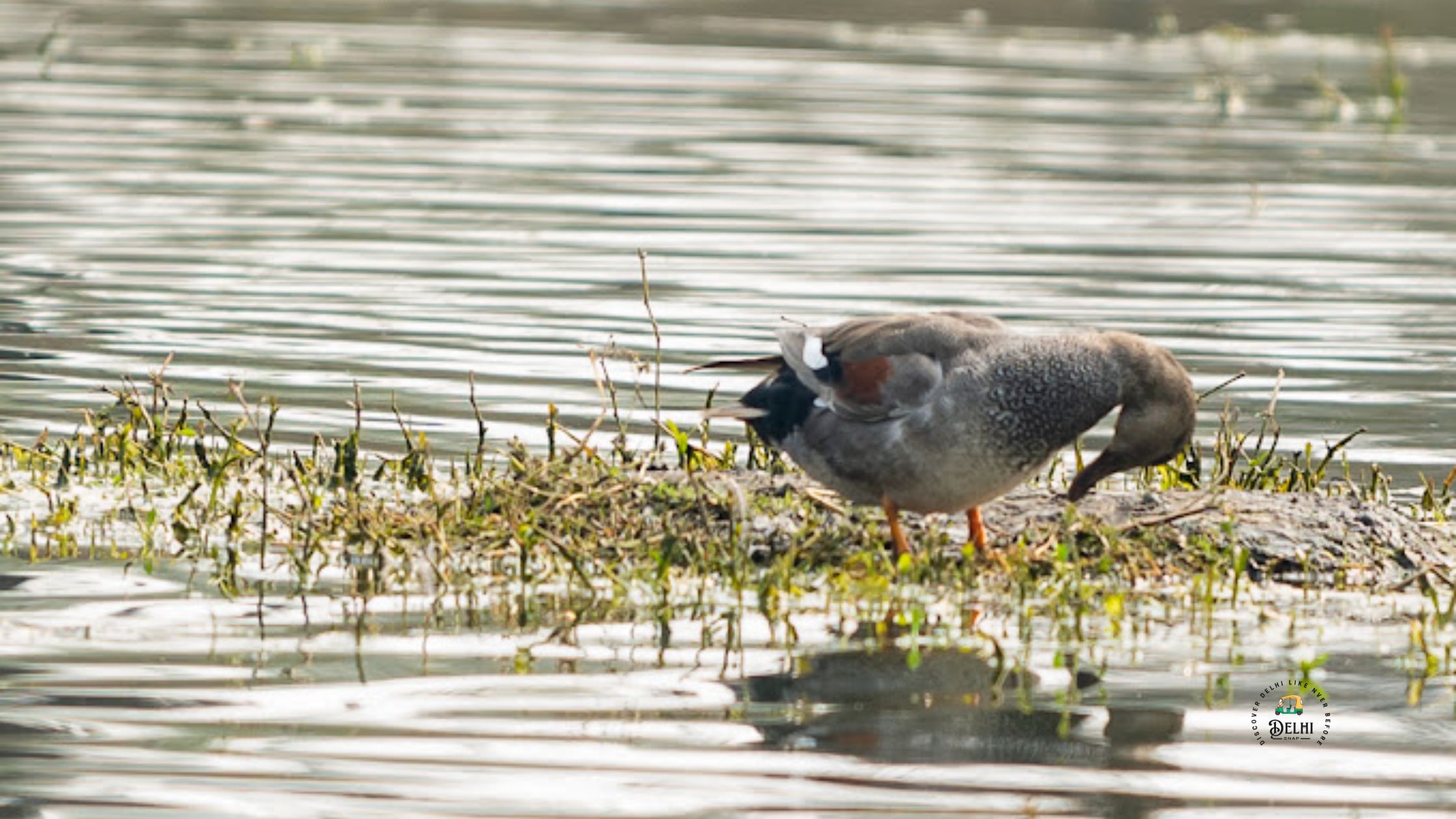 Sultanpur National Park