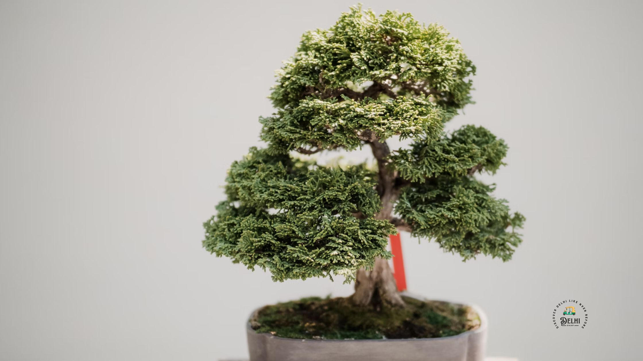 Delhi Bonsai