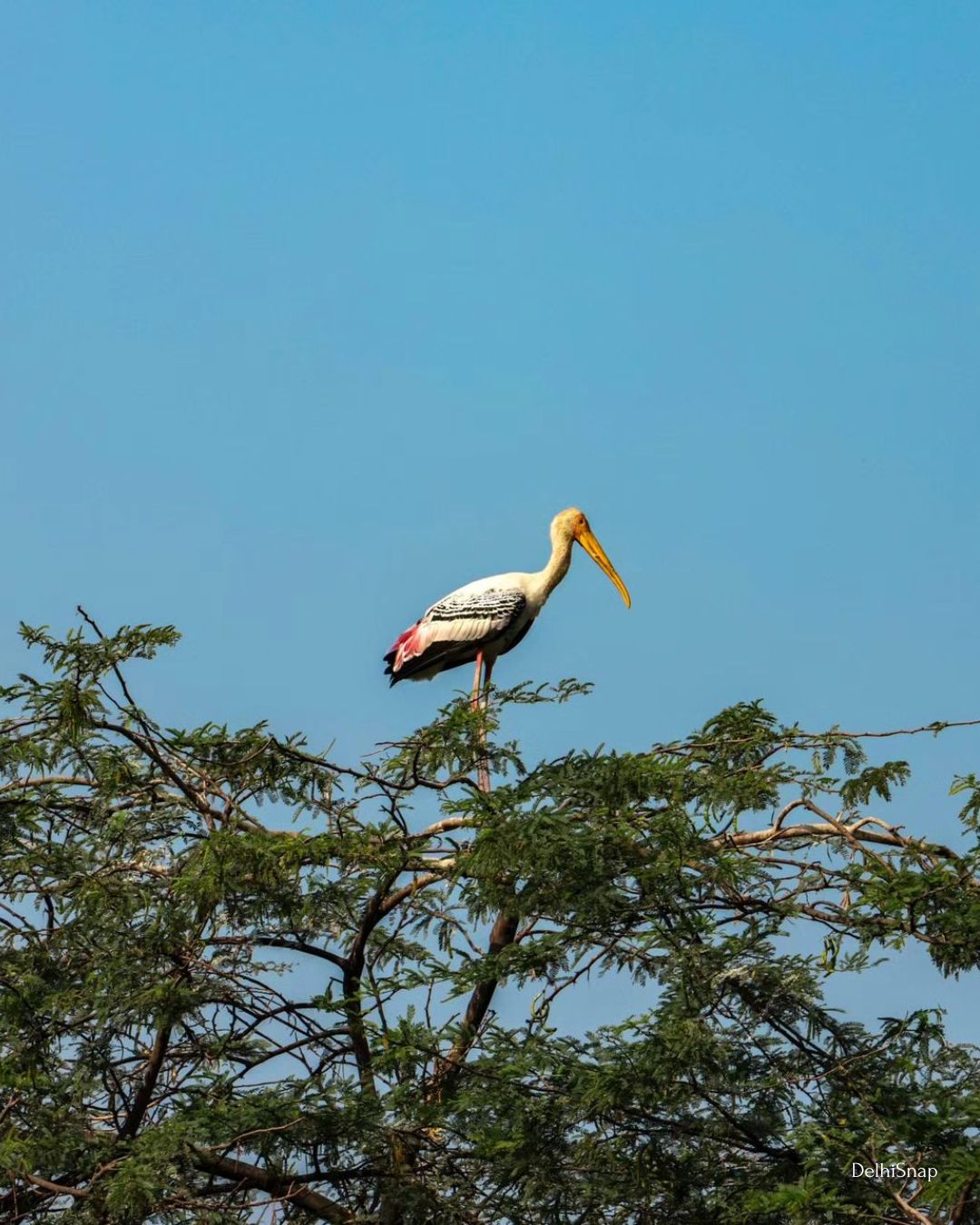 Bird Zoological Park-DelhiSnap