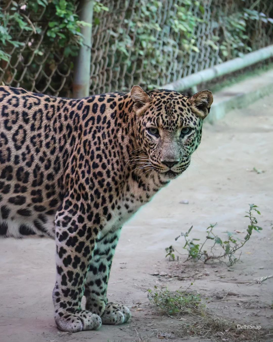 presentation on zoological park