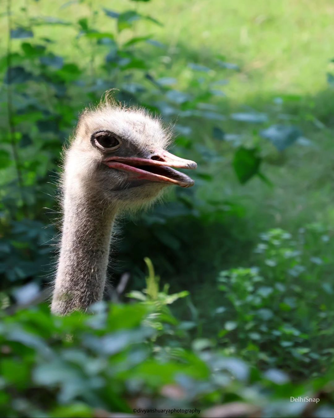 Ostrich Zoological Park-DelhiSnap