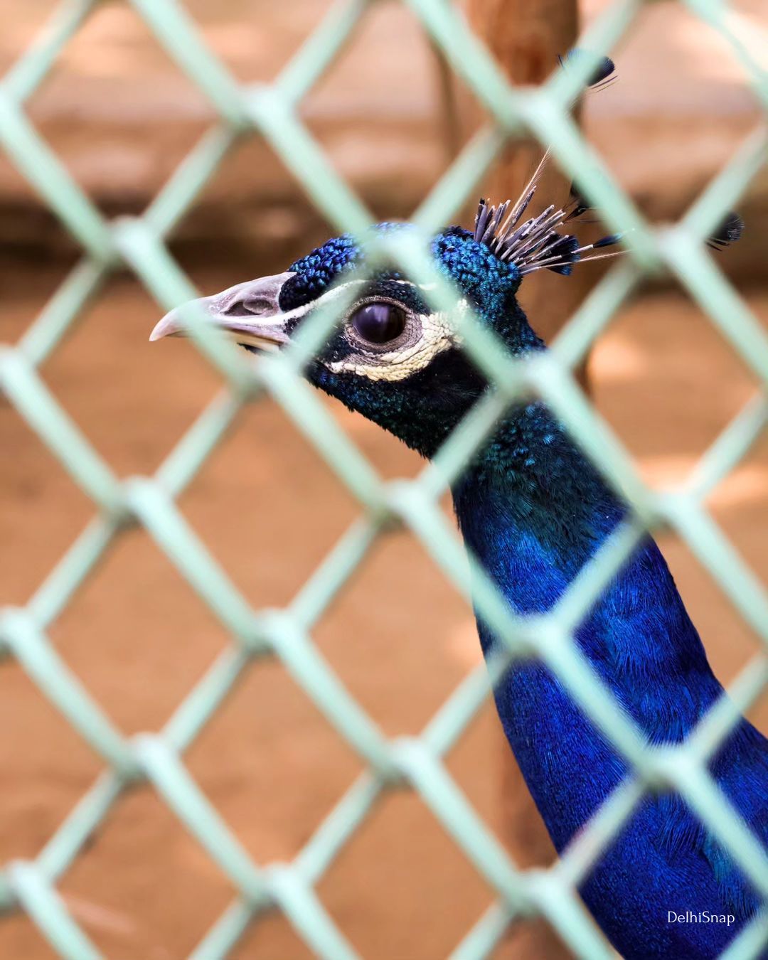 Peacock Park-DelhiSnap