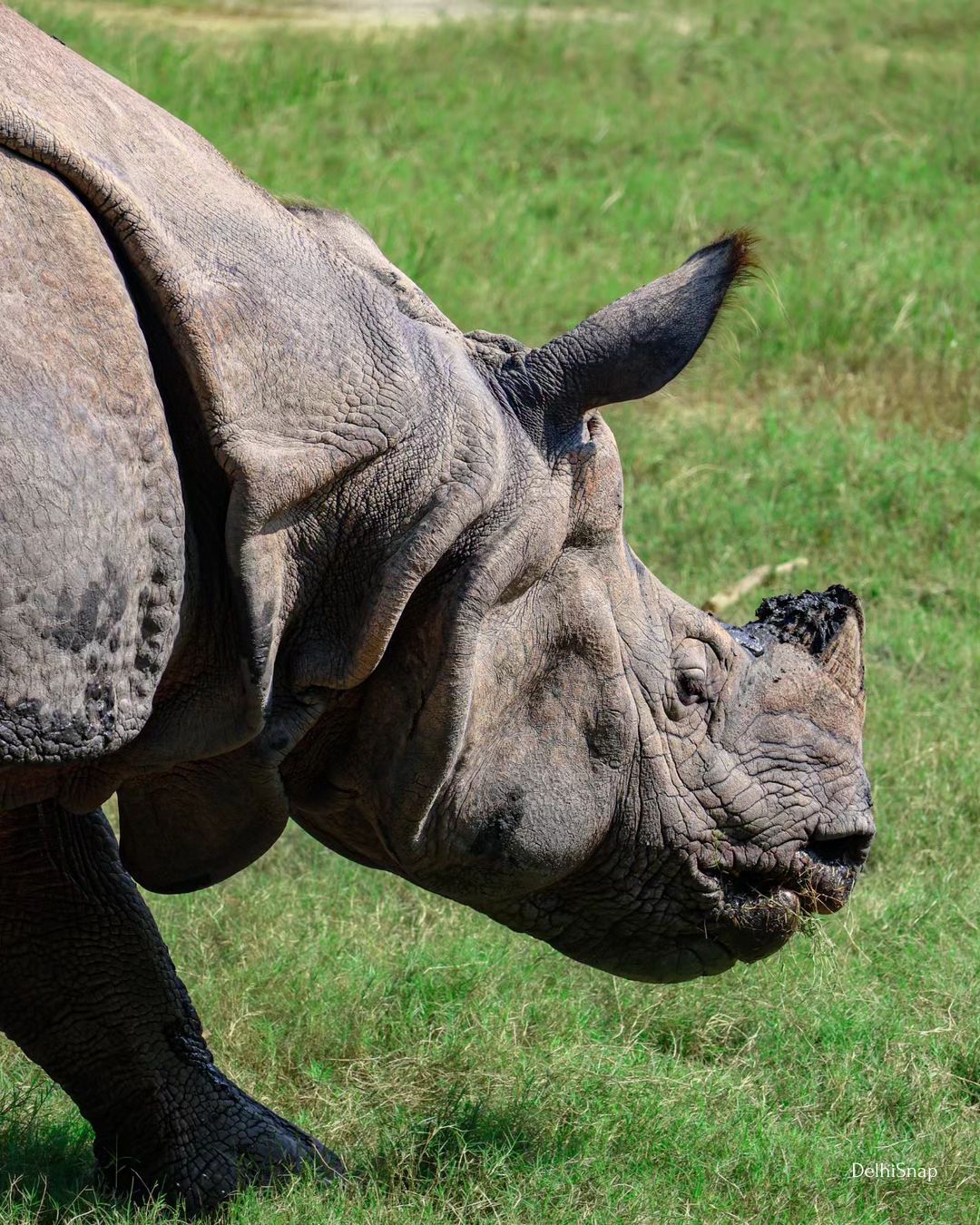 Rhino Zoological Park-DelhiSnap