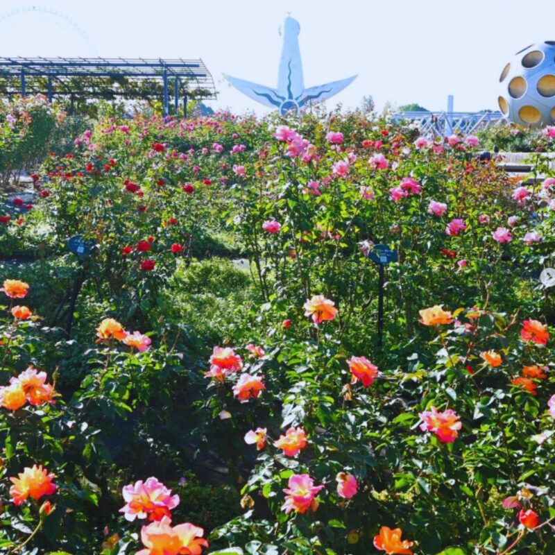 Rose Festival