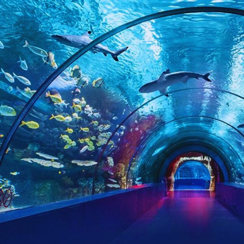 Vasant and Holi Mahotsav Biggest Underwater Fish Tunnel-DelhiSnap